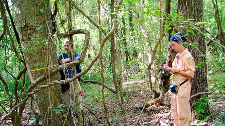 Los bosques andinos son grandes sumideros de carbono