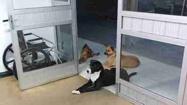 Animales Brasil 12132018