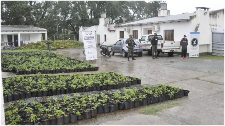 finca marihuana salta