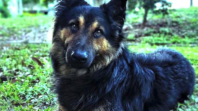 Perro Ladrón 20221118
