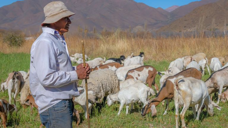 E-Levenc, plataforma argentina paraconectar productores con consumidores