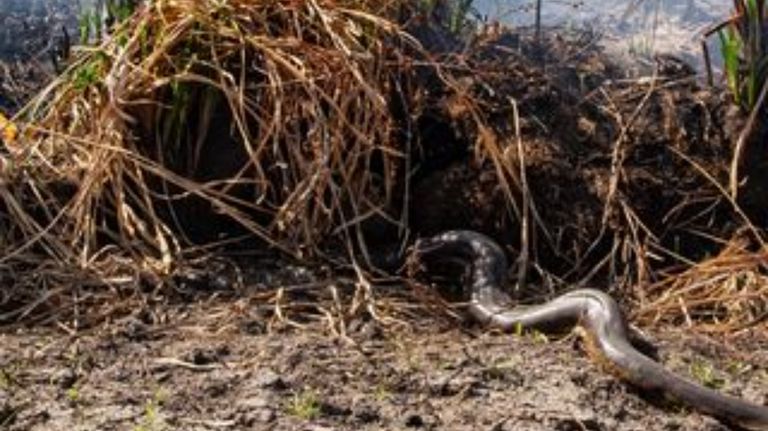 animales incendio corrientes 1 g_20220217