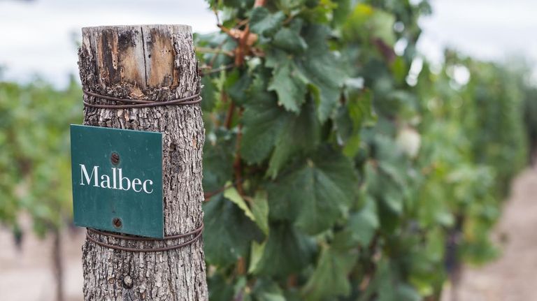 Día Mundial del Malbec.