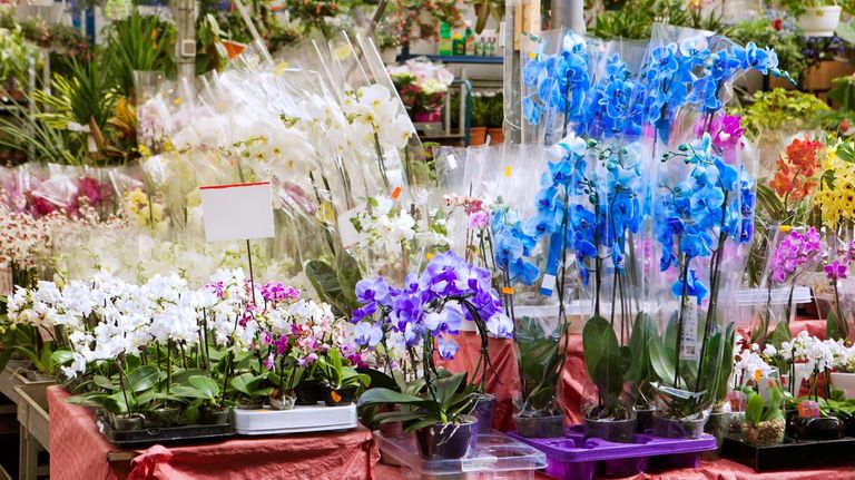Perros y plantas 20221005