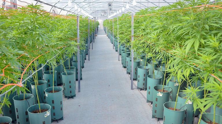 Plantaciones de cannabis