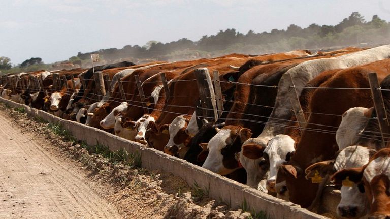 Leve recuperación de los feedlots
