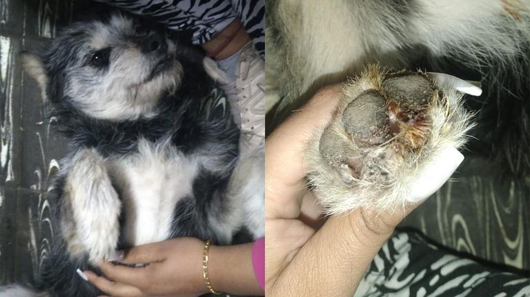 Perros mutilados 20220715