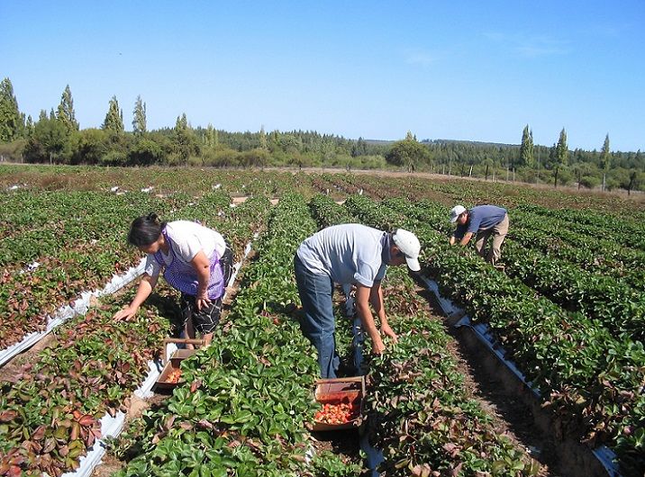 Agricultura familiar.