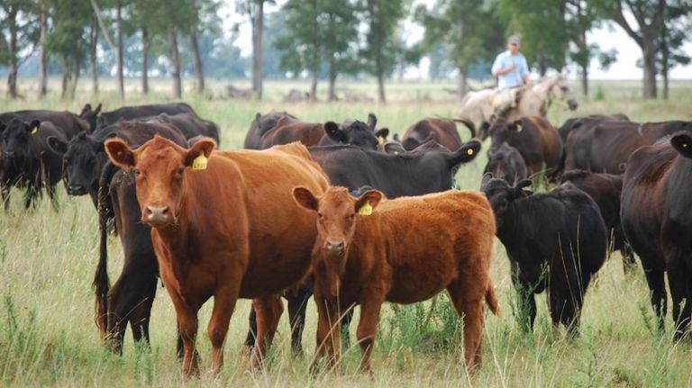 Raza Angus