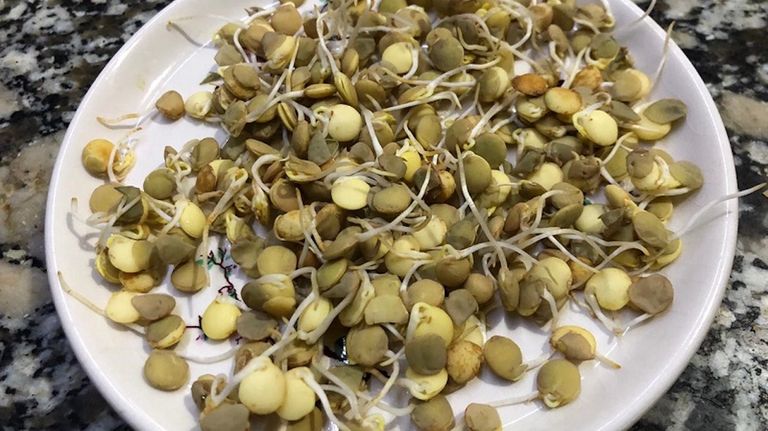 Germinados