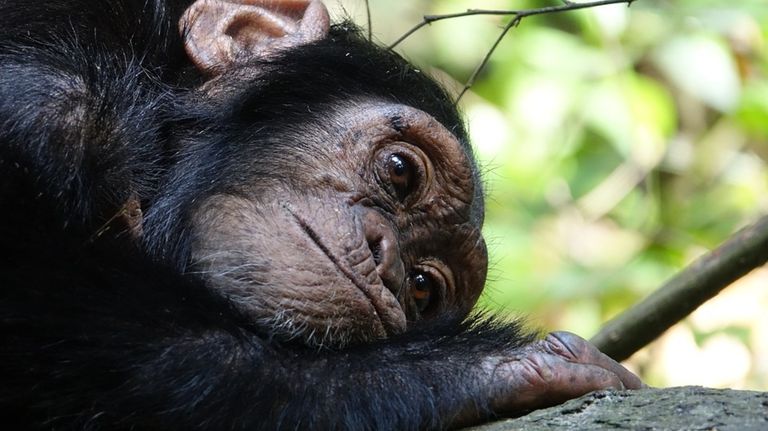 chimpances sierra leona