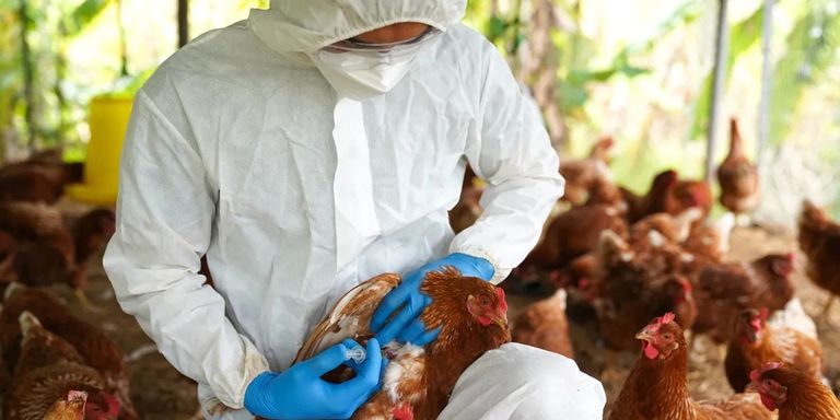 Confirman casos de gripe aviar en un predio de Buenos Aires.
