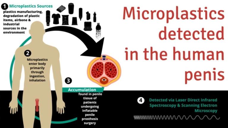 Microplásticos en el pene 20240619