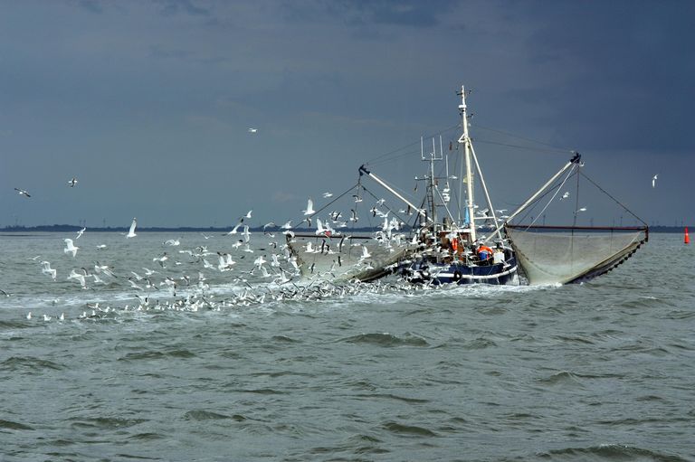 Pesca
