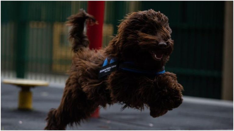 perros asistencia 02062021