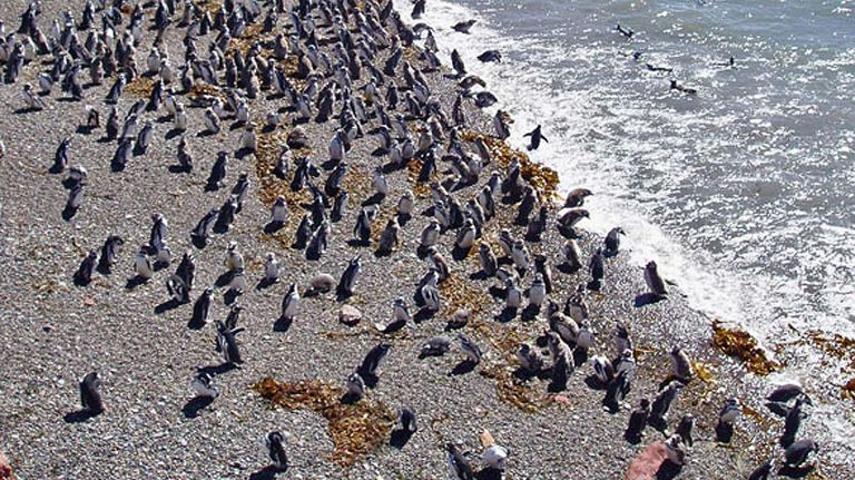 pingüinos de Punta Tombo