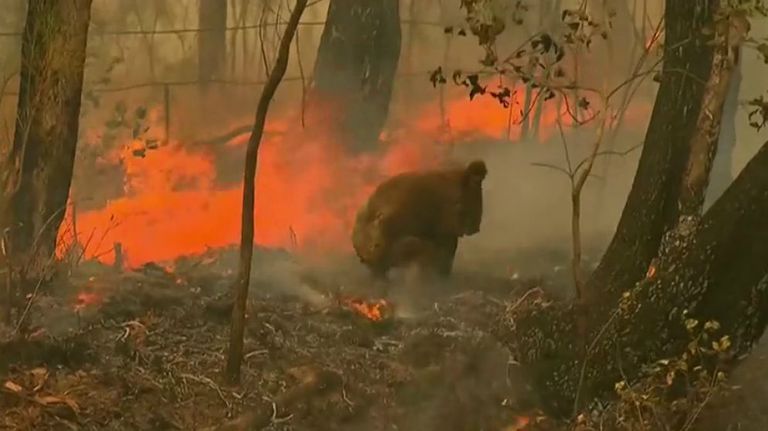 koalas incendios australia