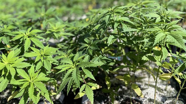 Agrogenética La Rioja-Cannabis. 20220519