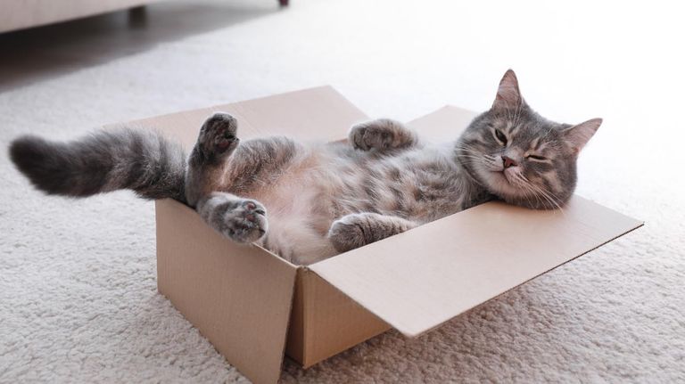 Perro y Gatos