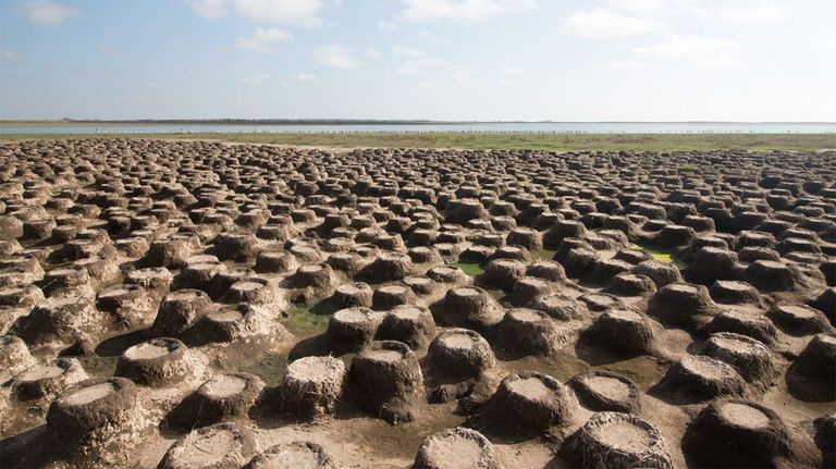 colonia-de-Flamencos-01022019-01