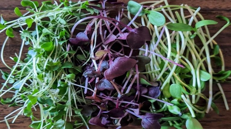 Microgreens