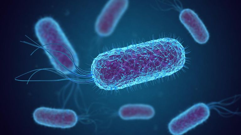 Bacteria Shigella
