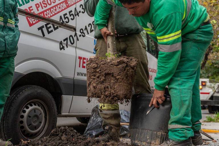 Plan de arbolado CABA 2024
