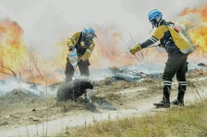 carpincho incendios corrientes