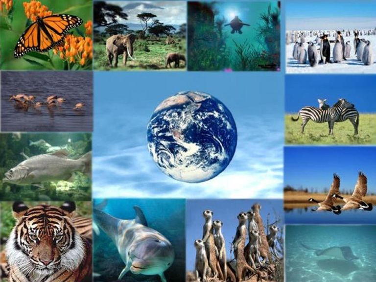 1402_biodiversidad