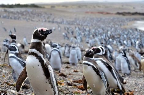 Productor fue declarado culpable por la matanza de pinguinos en Punta Tombo.
