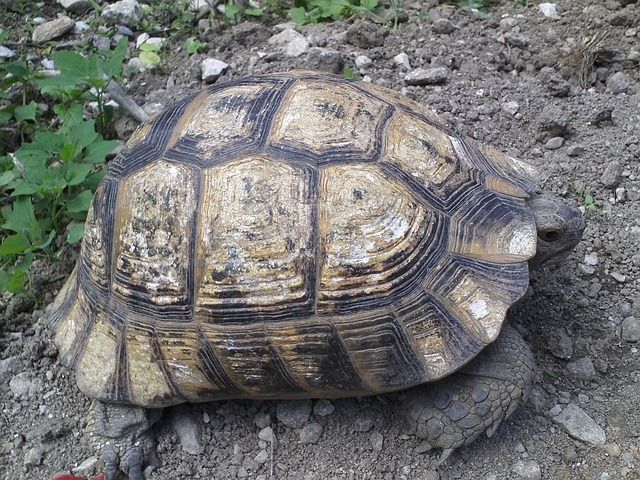 Tortugas
