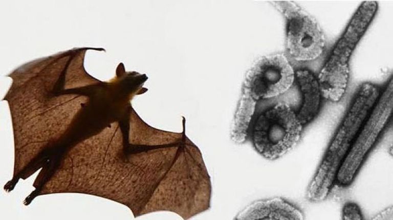 virus Marburgo 20210811