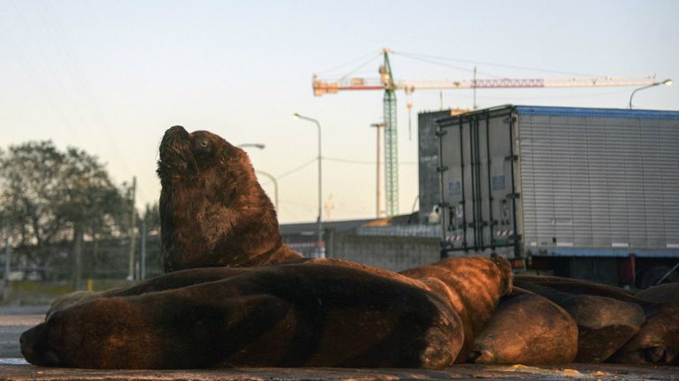lobos marinos mar del plata AFP