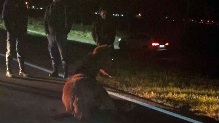 Un riocuartense chocó con un caballo y quiere adoptarlo para curarlo