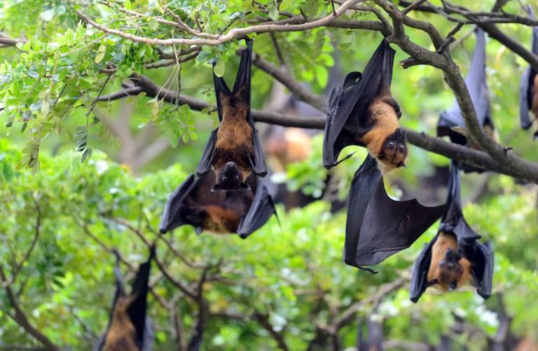 Virus Nipah