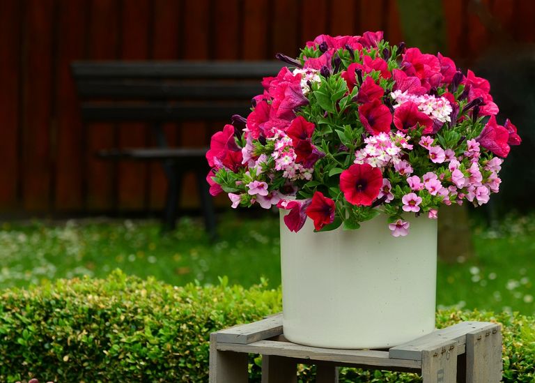 Petunias