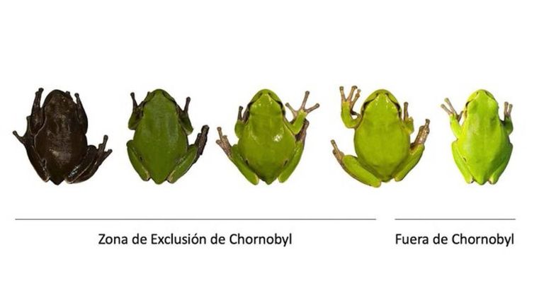 Ranas de San Antonio Chernobyl 23042026