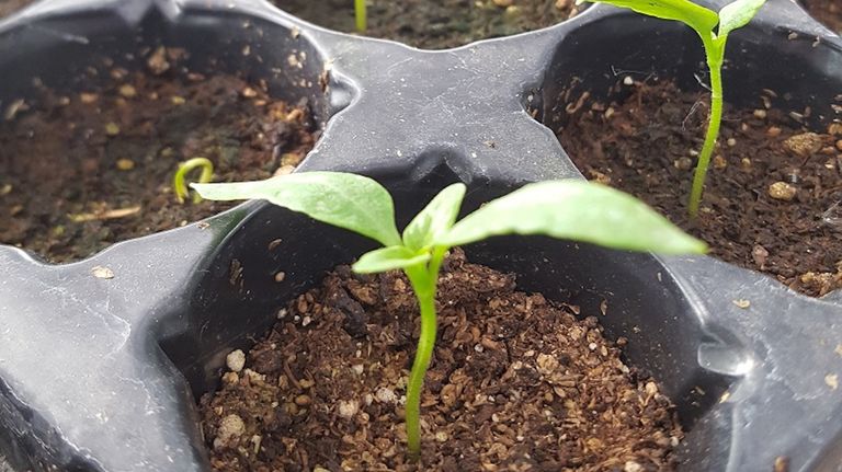 Plantines