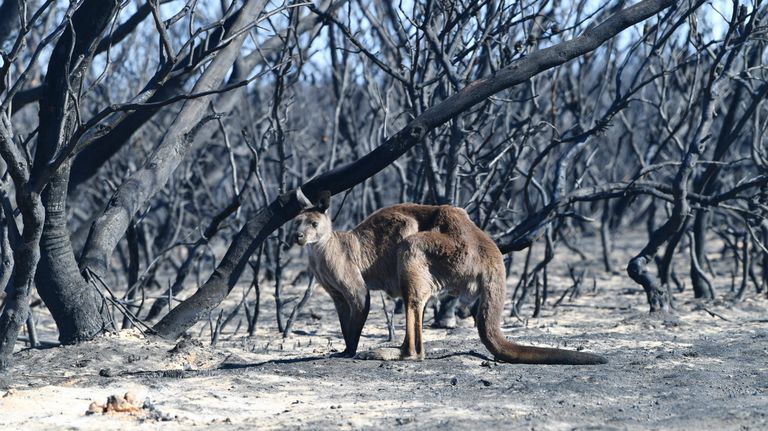 incendios australia koala dpa