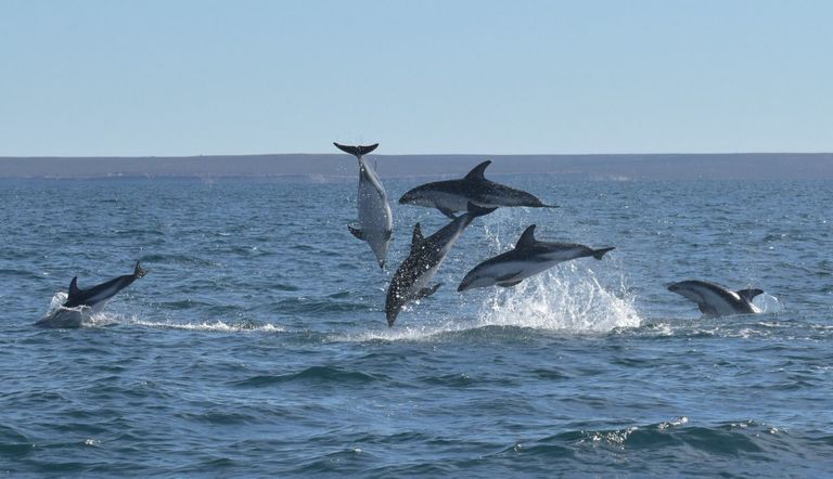 especies_cooperativas
