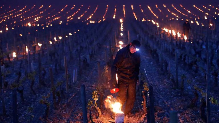 viñedos de Borgoña 20210408