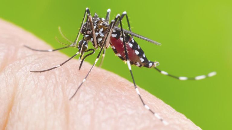 DENGUE 20211108