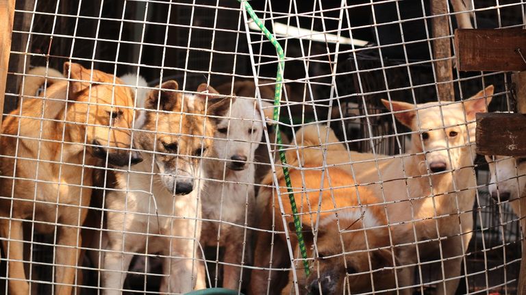 Corea del Sur Perros