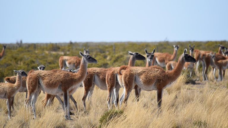 el estrés que causamos a los animales 20210211
