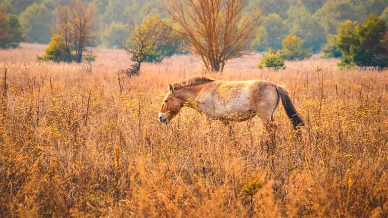 Caballos Salvajes en Chernóbil 16042026