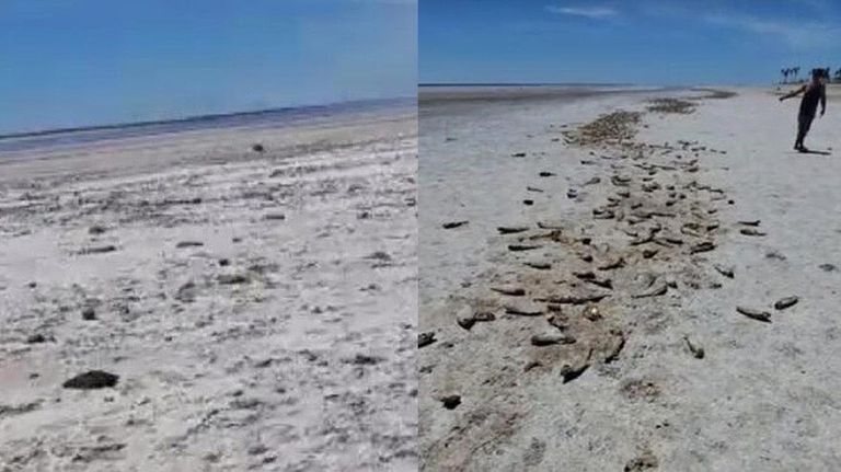Sequía en la laguna El Bonete en Santa Fe 20221221