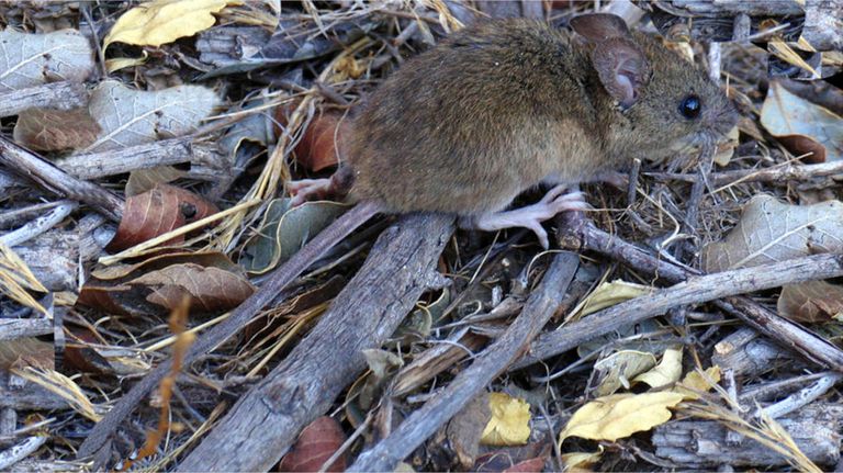 Ratón colilargo 20260112