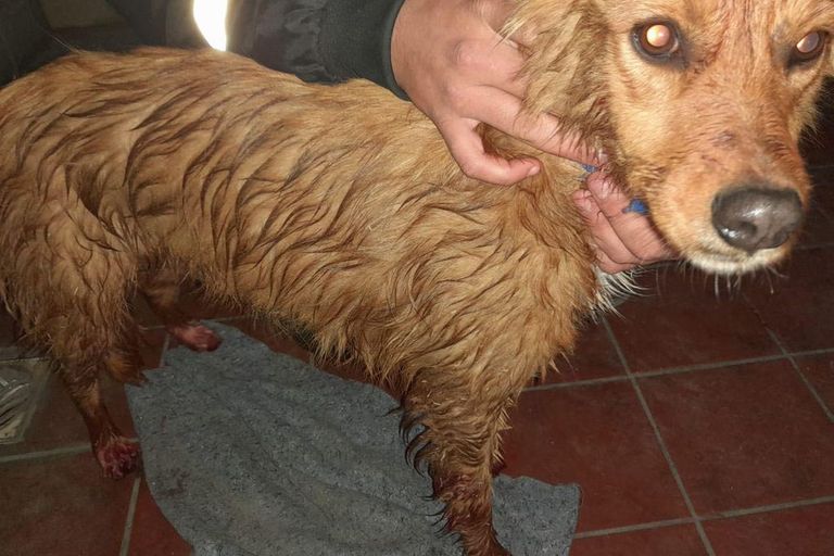 Perros mutilados 20220715