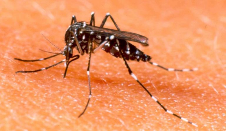 Aedes Mosquito - 26-7-25