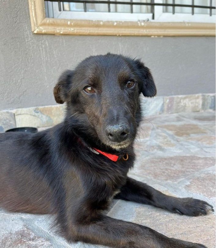 Vitto, el perro abusado sexualmente